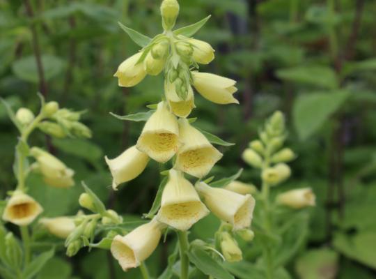 Digitalis grandiflora (ambigue)