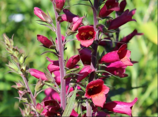 Digitalis x valinii 'Illumination Raspberry'