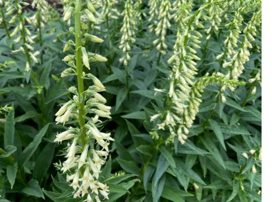 Digitalis lutea