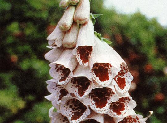 Digitalis purpurea Pam's Choice