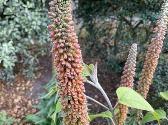 Digitalis parviflora Milk Chocolate