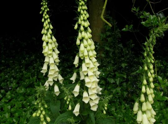 Digitalis purp. 'Alba'