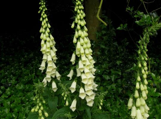 Digitalis purpurea alba (syn albiflora)