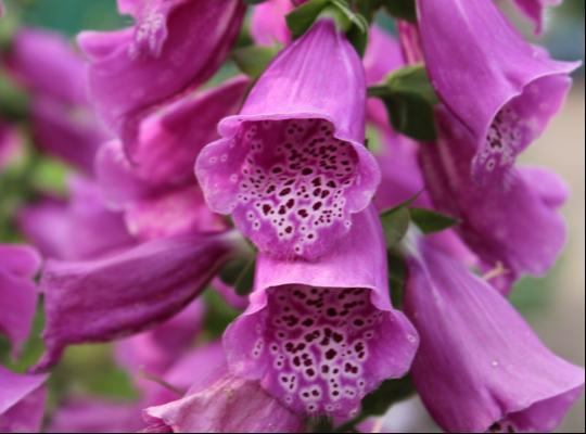 Digitalis purp. 'Dalmatian Purple'