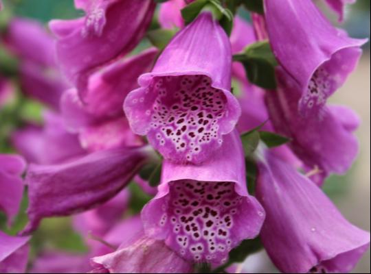 Digitalis purpurea Dalmatian Purple