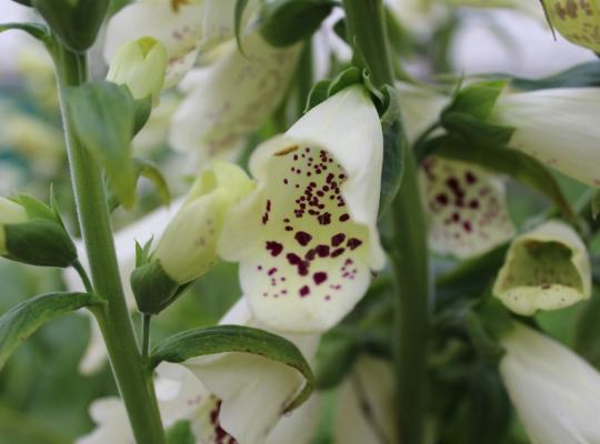 Digitalis purpurea Dalmatian White