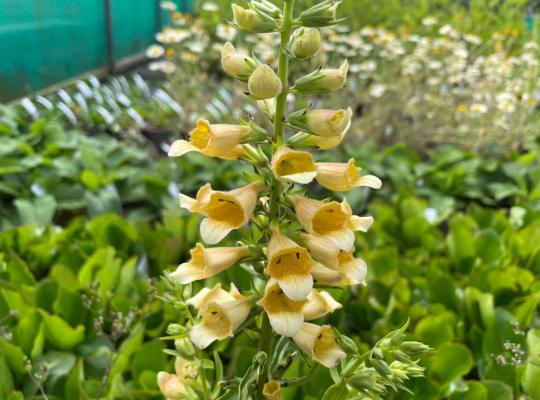 Digitalis Spice Island