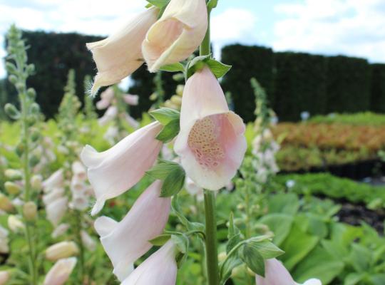 Digitalis purp. 'Sutton's Apricot'