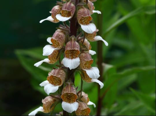 Digitalis trojana