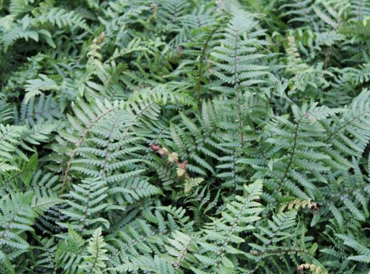 Dryopteris affinis