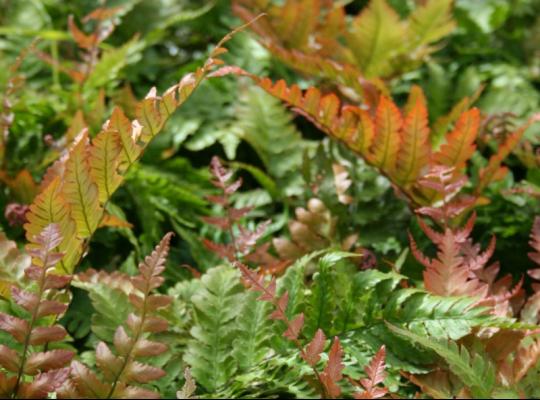 Dryopteris erythrosora