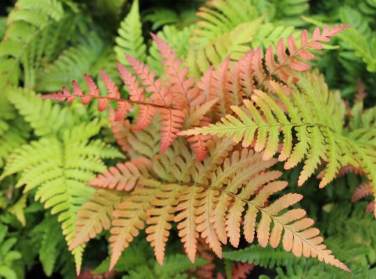 Dryopteris erythrosora 'Brilliance'