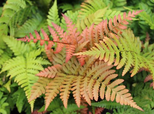 Dryopteris erythrosora Brilliance