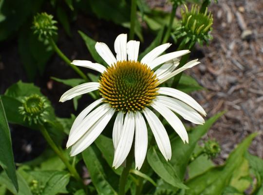 Echinacea purpurea alba