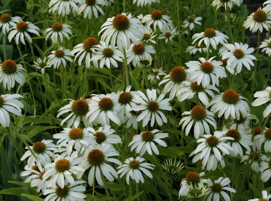 Echinacea purpurea 'Avalanche'