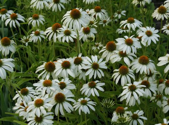 Echinacea purpurea Avalanche