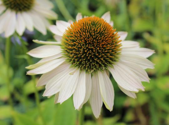 Echinacea  purpurea 'Fragrant Angel'