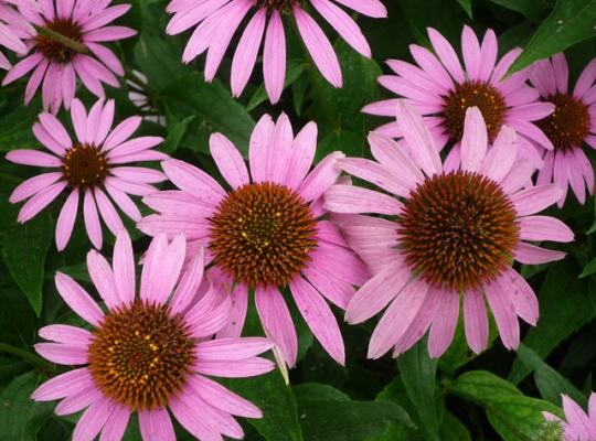 Echinacea purpurea Magnus Superior