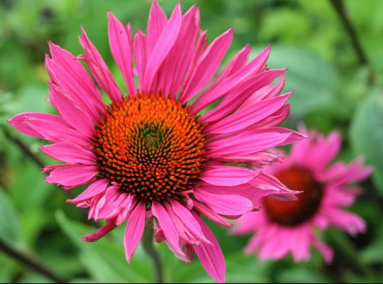 Echinacea purpurea Rubinglow