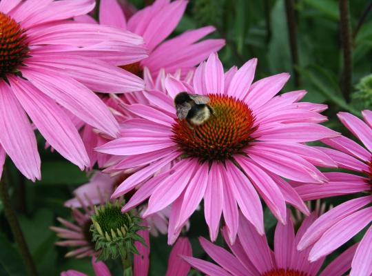 Echinacea purpurea Rubinstern