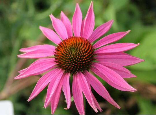 Echinacea purpurea Ruby Giant