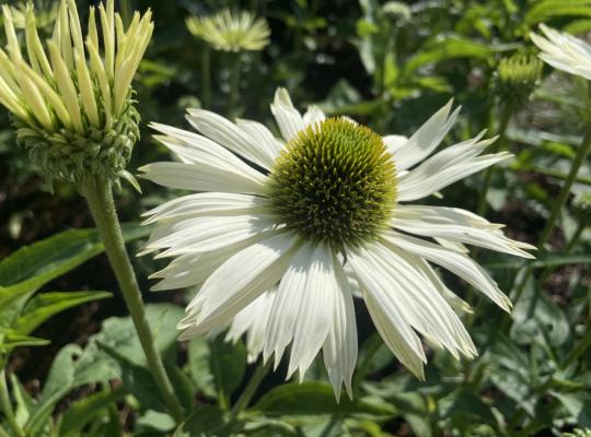 Echinacea p. 'Virgin'