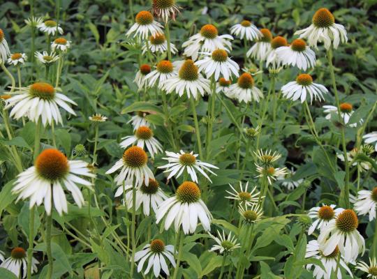 Echinacea p. 'White Swan'