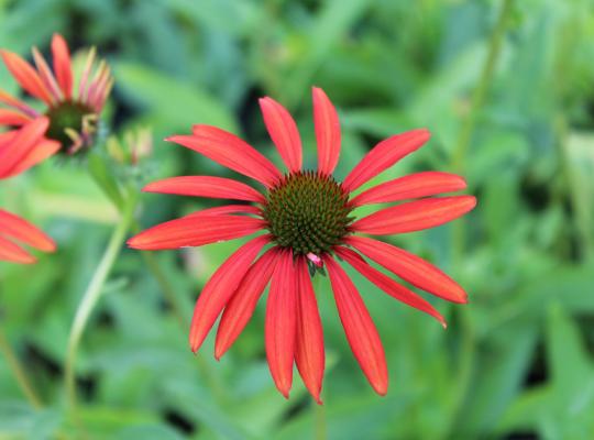 Echinacea 'Tomato Soup'