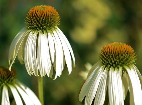 Echinacea 'White Meditation'