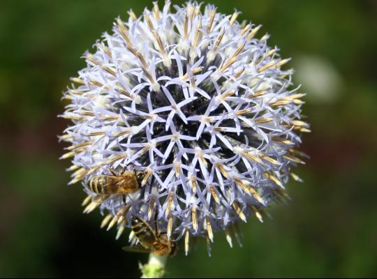 Echinops bannaticus 'Blue Globe'