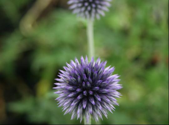 Echinops ritro Veitch's Blue