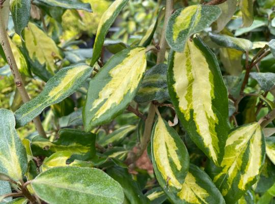 Elaeagnus x submacrophylla Limelight