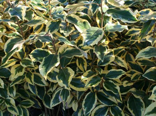 Elaeagnus x submacrophylla Gilt Edge