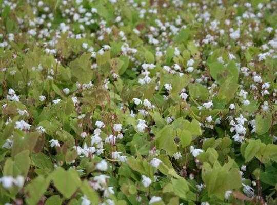 Epimedium Alabaster