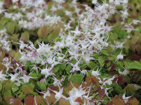 Epimedium grandiflorum
