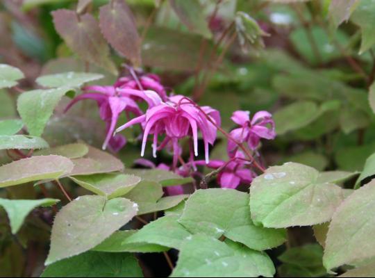 Epimedium grandiflorum Red Beauty