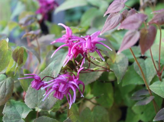 Epimedium grandiflorum Rose Queen