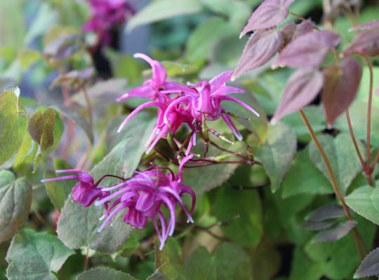 Epimedium grandiflorum Rose Queen