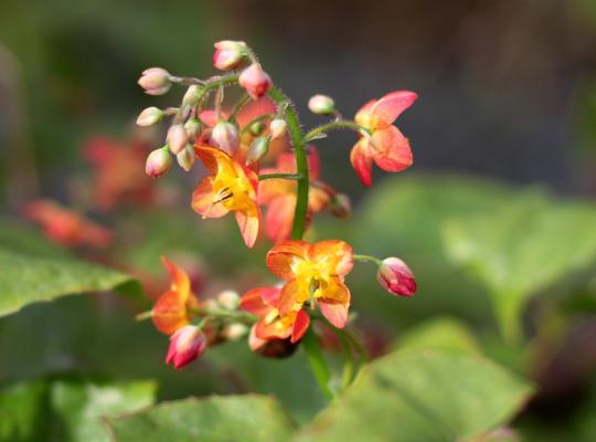 Epimedium pubigerum Orange Queen