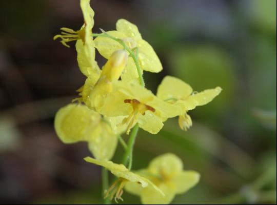 Epimedium pinnata elegans