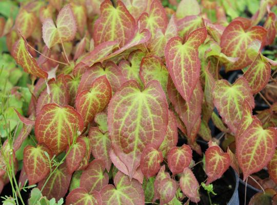 Epimedium rubrum