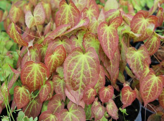 Epimedium x rubrum