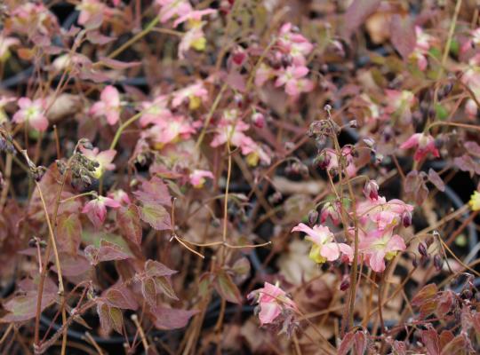 Epimedium x versicolor Cupreum