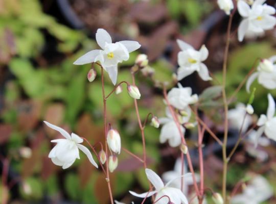 Epimedium x youngianum Niveum