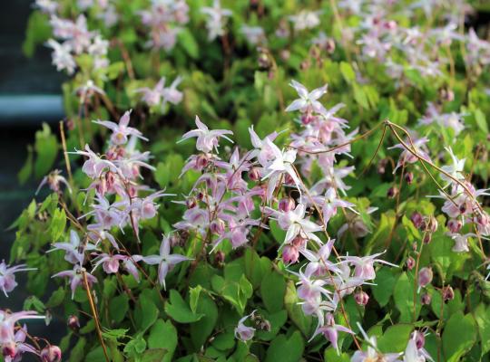 Epimedium y. 'Roseum'