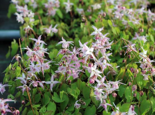 Epimedium x youngianum Roseum