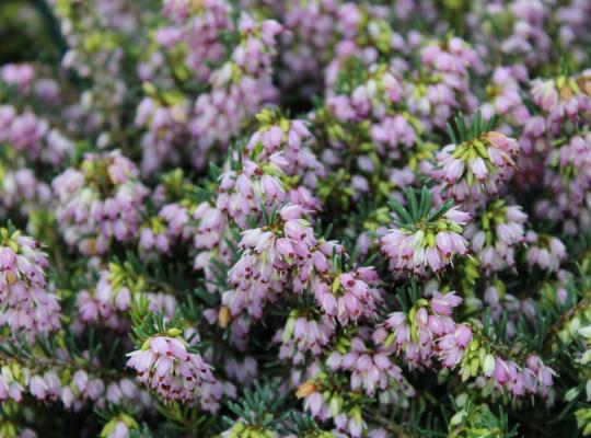 Erica x darleyensis Darley Dale