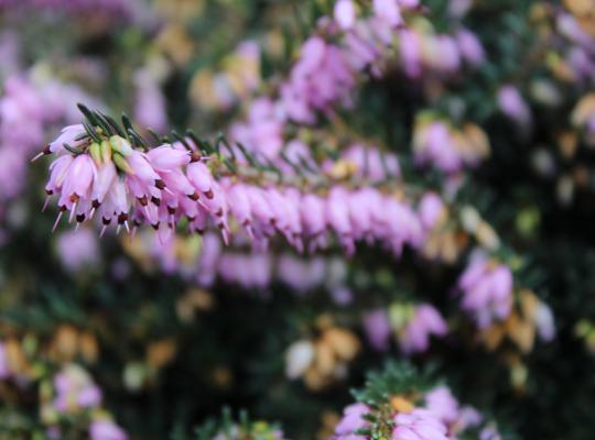 Erica x darleyensis Furzey