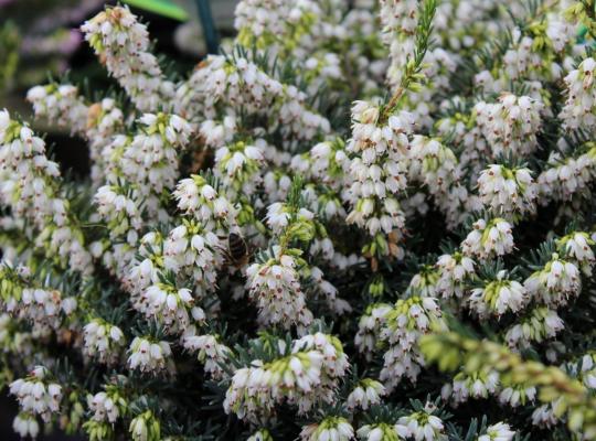 Erica x darleyensis White Perfection