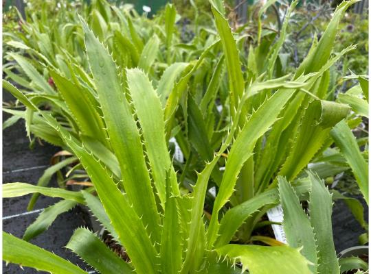 Eryngium agavifolium